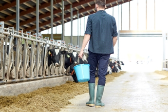 12 Things to Consider to Minimize Personal Injury on Dairy Farms